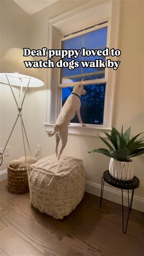 happy friday night to everyone watching this, if your new welcome to our page and our story. If you’ve seen it 1 million times I’m sorry but it’s the only one we have and we think it’s doing some good out there. Thank you to everybody donating to the incredible fundraiser this week, if you haven’t seen it, check out our last few posts as it is still going on, and we hope to continue helping out a wonderful organization who deserves for a community of strangers to step up for them . Poundcake and