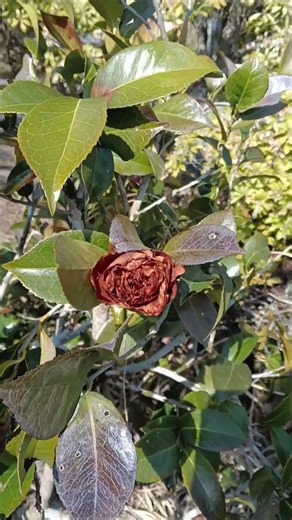 ツバキの終わり！#ツバキ #庭作業 #ハーブ #ハーバルセラピスト #gardening #ハーブ園 #再生栽培 #現代農業 #田舎暮らし