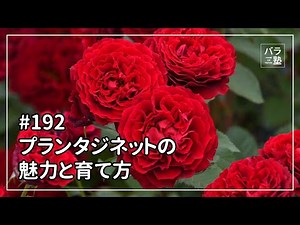 #192 プランタジネットの魅力と育て方