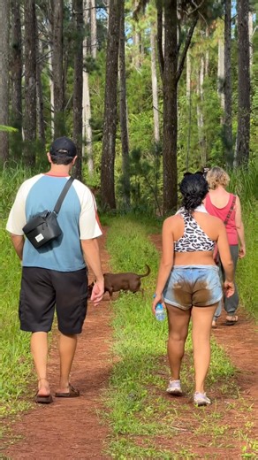 We say this over and over again but these beautiful French Polynesian islands are so much more than #OverwaterBungalows ! Pine tree forests on many of our islands - just waiting to be walked !!! This is the island of Rurutu which also has white sand beaches to die for ! #tahiti #rurutu #frenchpolynesia #travelblog #tahititourisme #lovetahiti | Unique Tahiti