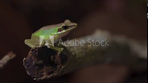 Malayan White-lipped Tree Frog (Chalcorana labialis) jumping out of frame from tree branch in jungle. Night safari in tropical rainforest. Close up. Slow motion.
