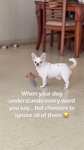 He Understands EVERYTHING… He Just Doesn’t Listen 😂🐶 | Stubborn Chihuahua #chihuahua #stubborndog