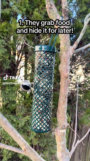 Survival Strategies of Black-Capped Chickadees in Winter
