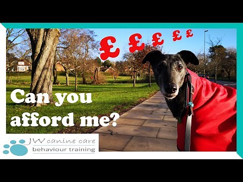 The cost of owning a greyhound