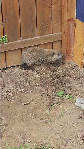 Groundhog Digging a Hole under the Fence #animals #groundhog #wildlife #cute