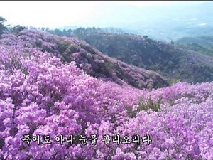 [가사] 진달래 꽃 - 마야