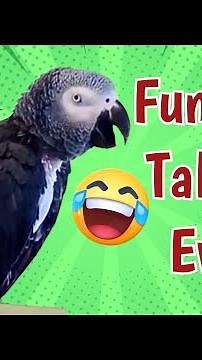 Einstein Parrot's Funniest Talking Ever!