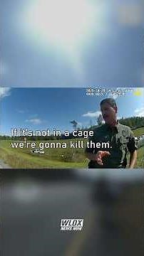 BODY CAM: Monkeys shot after escaping crash site in Mississippi