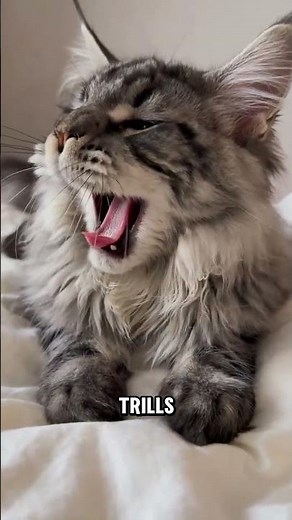 This Giant Cat Trills Instead of Meowing #shorts #mainecoon #petfacts