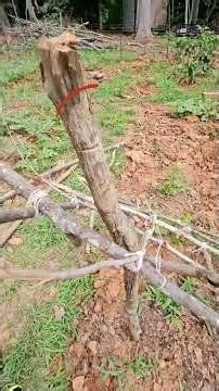 Free Trellis Ideas Pt.3 - Sticks & Branches for my Cukes