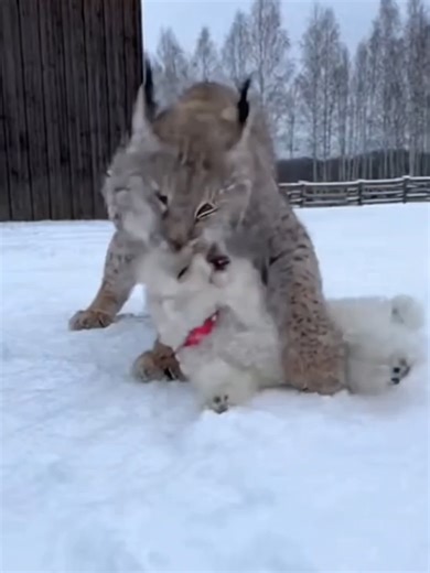 Pet Lynx Plays in Snow with Alabai Dog