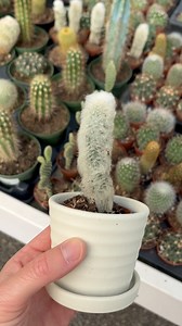 These cacti are putting on their Halloween costumes early — have you...