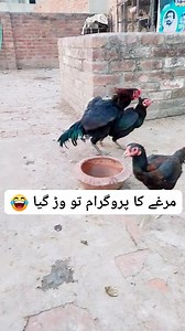 756K views · 2.5K reactions | مرغے کا پروگرام تو وڑ گیا  #programtuwargya #funnymemes #funnyreels #funnymoments #funny #funnyvideos #funnyRooster #murghabazvideo #shortsreels #murghavideo #aseelfarmingandcare #viralrooster #gamefowlbreeder #aseellovers #aseelmurgha #murghbazi | Aseel Farming And Care | Facebook