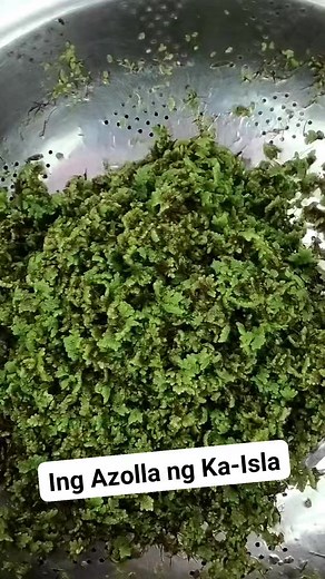 2.9K views · 36 reactions | Kasanting da reng AZOLLA PLANT | KaIsla Vlog Ph | Facebook