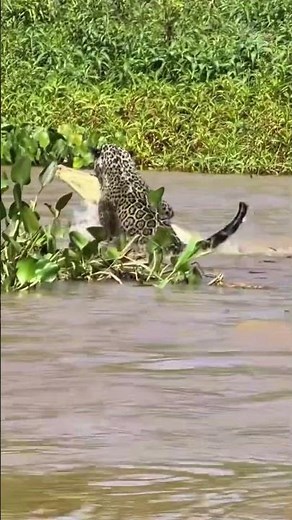 Jaguar vs Caiman Brutal Fight in Water