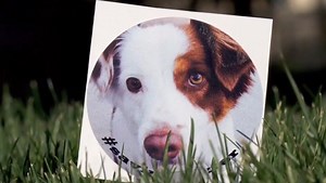 Dexter, the death row doggy must wait longer to hear his fate