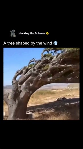 Hacking The Science on Instagram: "A lone tree stands as a testament to wind-sculpted resilience, its canopy permanently swept sideways by relentless coastal gales. This phenomenon, known as flagging, occurs when branches grow only on the leeward side to escape the punishing force of the wind. It creates a stunning display of aerodynamic survival, showing how nature adapts to even the harshest environments. The tree's unique shape is a result of thigmomorphogenesis, a biological response where p