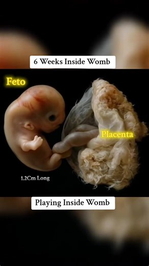 6 Weeks playing inside Womb #babyinsidemytummy #babyinsidemomsbelly #babyinsidewomb❤️ #babyinwomb☺ #pregnamcyjouney #6week #6weeksold #6weekspregnant #6weekspregnant | Copaamericaeng