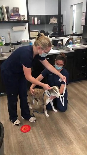 How to apply a Gauze Muzzle