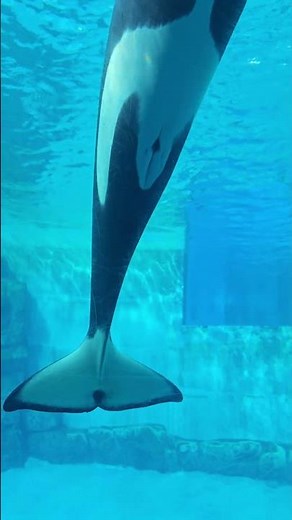 [親子]2026日本旅遊-名古屋水族館-虎鯨 #虎鯨 #名古屋 #日本