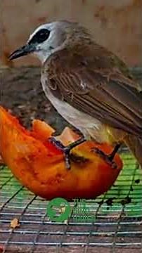 Exotic Bird Enjoys Juicy Papaya Inside Aviary