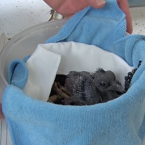 Victoria crowned pigeon update: The chick's crest, flight (tail and wings), and body feathers are coming in! The animal care team is now tube feeding the chick 3x/day and it continues to gain weight. | Milwaukee County Zoo