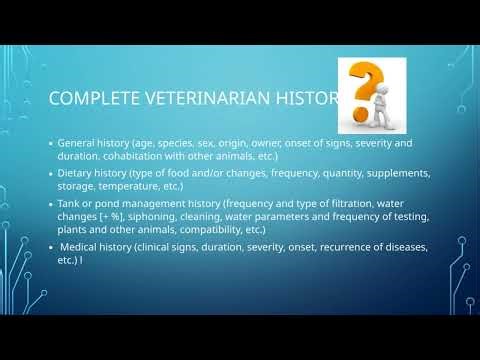 Clinical examination of ornamental fish (part 1)