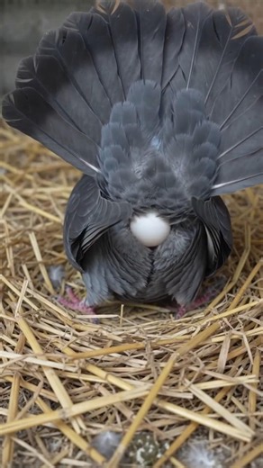 fancy pigeon farm #pigeon #farming #pigeonlaver #viralvideo