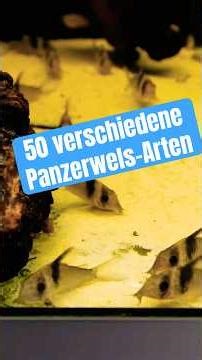 50 different species of armored catfish