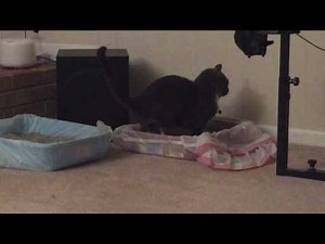 Bunny the Munchkin Cat had Explosive Diarrhea