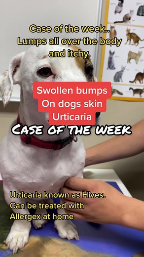 Understanding and Treating Dog Urticaria | Allergies and Hives Explained