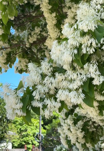 埼玉県の絶景！なんじゃもんじゃの木の魅力