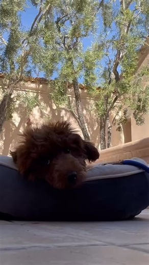 this is the beginning stages of training a five week old puppy. Most Dog trainers like to show you the finished product. I want to show you the process. I do prefer that the commands be given one time, but since this puppy is young and we are just beginning I have repeated the commands.It is best not to do that but again I want to show you the process.#puppytraining #puppy #puppyofinstagram #servicedogtraining #poodle #doodle #puppytraining tips | Kat the Dog Trainer / Club DSS | Facebook