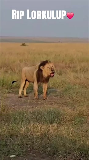Rip Lorkulup blackrock 2017-2025 te extraño Lorkulup excelente pareja y hermano #Lionking❤️ #wildlifelions #Animals