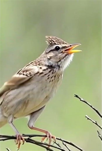 Oriental Magpie Robin Singing – Beautiful Natural Bird Sounds