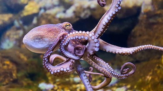 Do Octopuses Have Teeth?