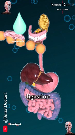 Smart Doctor on Instagram: "Digestion Process 🍽️➡️💩 . . The digestion process involves breaking down food into nutrients the body can absorb and use. Here’s an overview of the key stages: #### **1. Ingestion** - **Mouth**: Food enters the mouth, where it is mechanically broken down by chewing and mixed with saliva, which contains enzymes that begin the digestion of carbohydrates. #### **2. Propulsion** - **Swallowing**: The tongue pushes the food into the pharynx, leading to the esophagus. - *