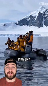 Penguin Jumps Into Tourist Boat To Escape Killer Whales! | Davidjustinn