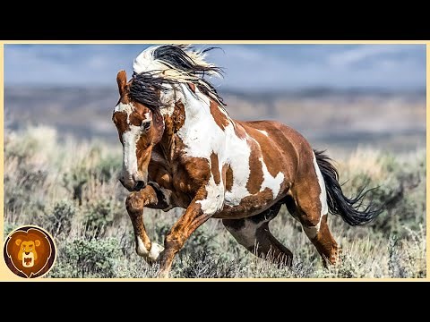 The 12 most popular horse breeds in the world