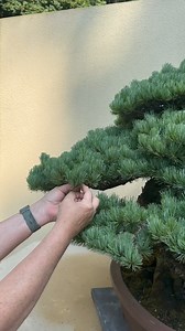 47K views · 4.1K reactions | Third-year pine needles still serve the...