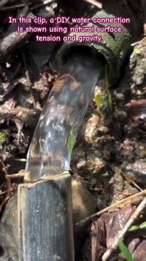 Gravity-Fed Water Hack: No Fittings Required! 💧🌿 #OffGridLiving #GardenHacks #IrrigationSystem