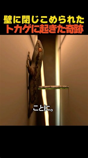 壁に閉じ込められたトカゲに起きた奇跡