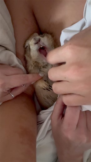 75K views · 1.3K reactions | “How do you cut Poppy’s nails?” We have to use a pair of very sharp clippers to make sure the nail doesn’t split because guillotine style doesn’t work for Poppy. We also make sure we do this right when she wakes up so she’s still sleepy, otherwise she won’t allow it  #reelsfbシ #poppytheprairiedog #fyp #animal #cute #animallover #trending #viralvideo #prairiedog #animalcare | Poppy the Prairie Dog | Facebook