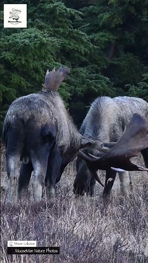 Moose Antler Drama Unfolds in the Wild! #wildlife #nature #moose