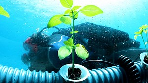 Deep under the blue waves of Italy's Bay of Noli are greenhouses growing everything from tomatoes to basil and herbs. | Great Big Story