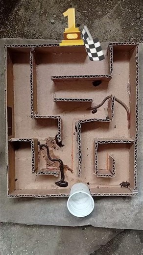 Earthworm vs Cockroach | Maze Race Challenge!