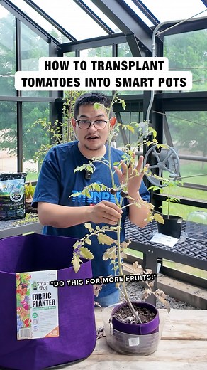 Homegrown tomatoes are a little slice of heaven 🍅. Their flavor and texture far surpass store-bought tomatoes, and with a seemingly endless variety of colors, shapes, and sizes available, vine-ripened tomatoes are the jewel of summer garden. Tomatoes grown in ceramic, terra cotta, or plastic containers often become pot-bound, and their circling roots reduce both plant growth and yields. But, the permeability of Smart Pots means the soil is always well-aerated, leading to the development of lots