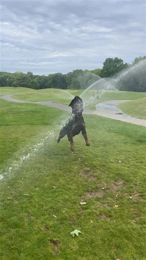 Rottweiler discovers sprinklers and goes wild