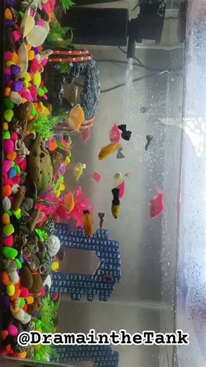 New Fish Enters the Tank… Drama Begins 😈🐟 #Shorts #FishShorts #AquariumShorts🫧 #trending #love #fish