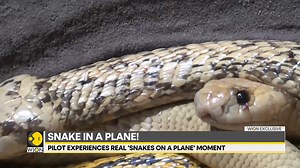 8.7K views · 89 reactions | #WIONExclusive | A deadly #cobra was found slithering in a plane's cockpit at 11,000ft in the air. South African pilot held his nerves and made an emergency landing. WION brings you this report Watch more: wionews.com/videos | WION | Facebook